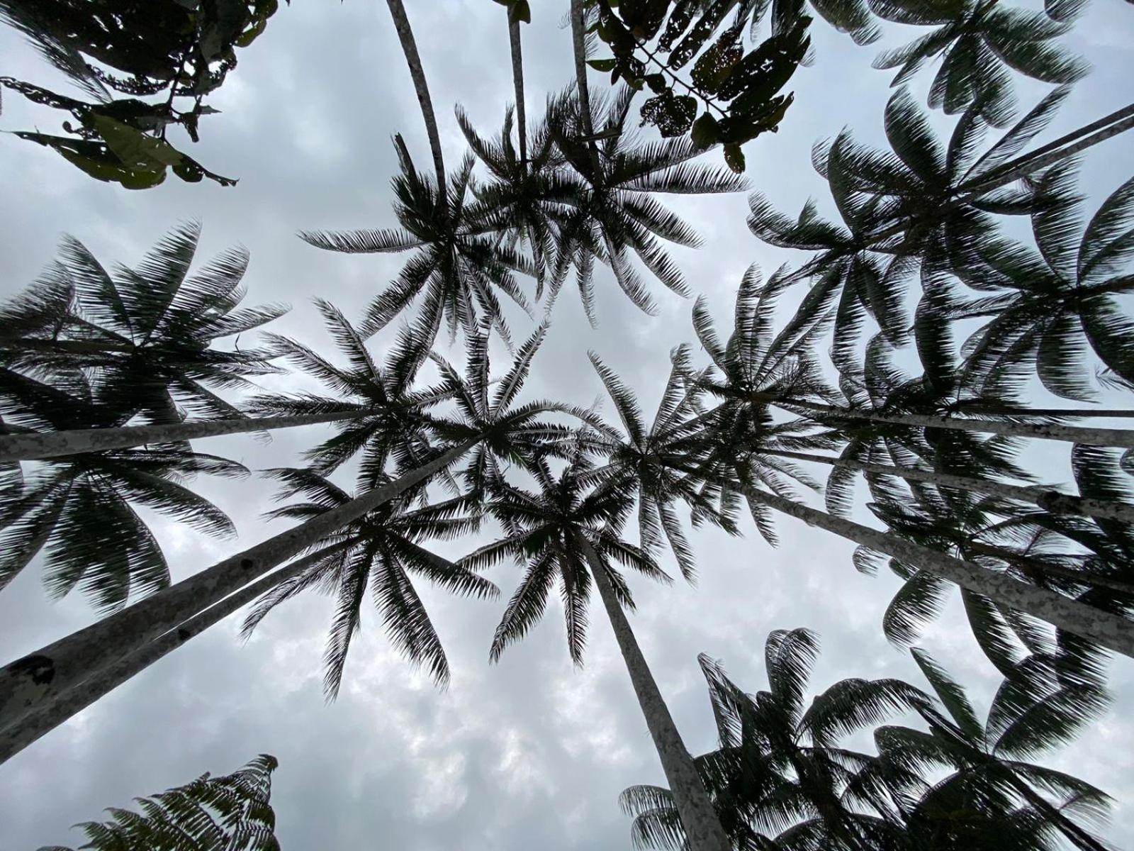Amazon Acai Lodge Leticia Luaran gambar